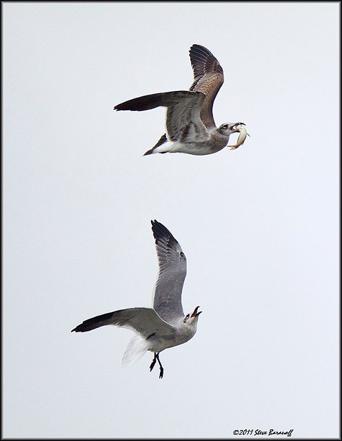 _1SB0954 gull chasing gull with fish.jpg
